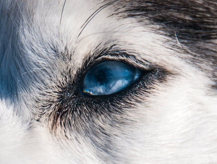 <h3>For the love of dogs</h3>