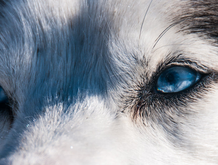 <h3>For the love of dogs</h3>