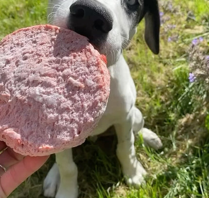 Valp BURGER