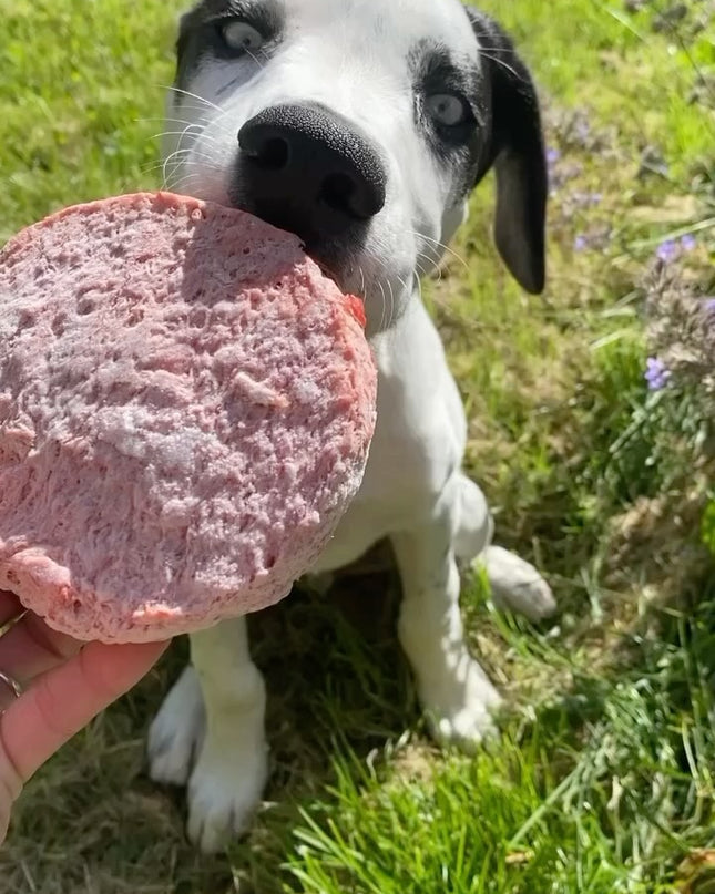 Valp BURGER