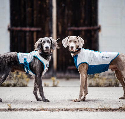 Cooling vest