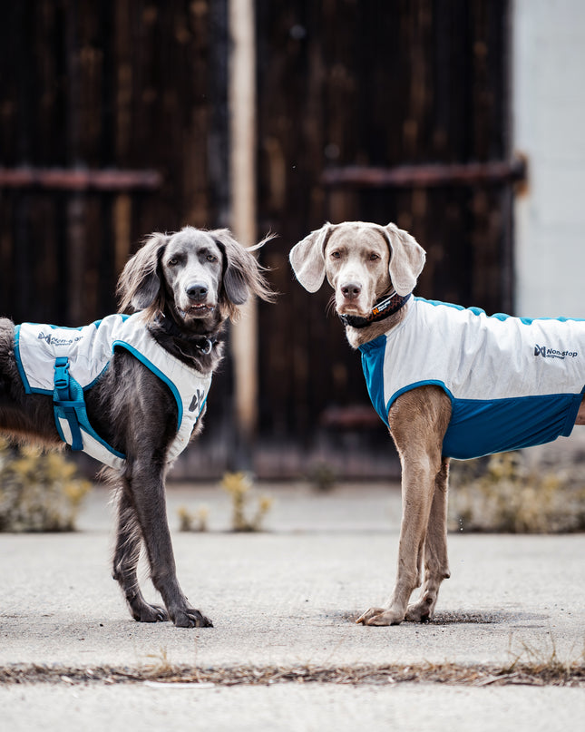 Cooling vest