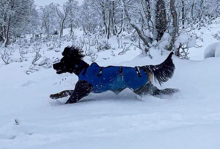 TROLL Hannhund, Heldekkende vinterdekken