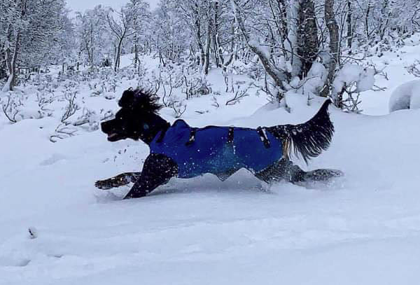 TROLL Hannhund, Heldekkende vinterdekken