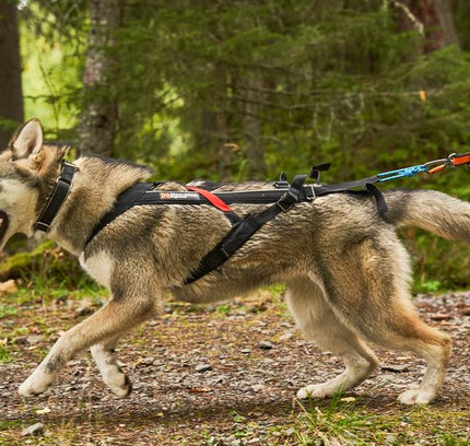 Freemotion Harness