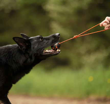 Dog ball on rope