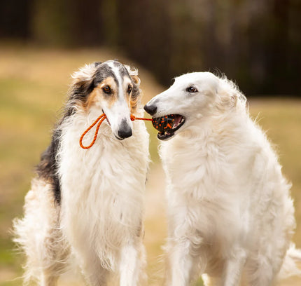 Dog ball on rope