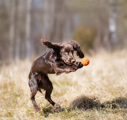 Dog ball