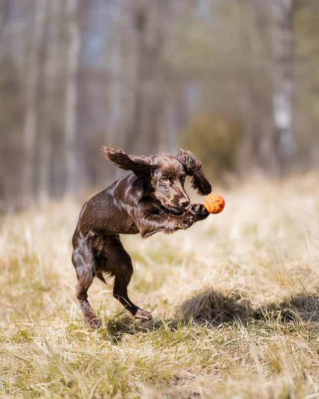 Dog ball