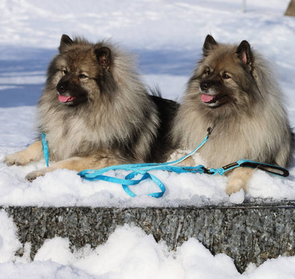 Walker duo leiebånd