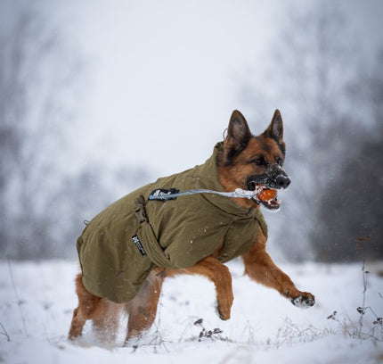 Glacier dog jacket WD