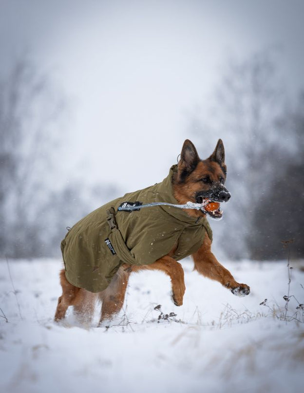 Glacier dog jacket WD