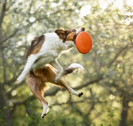 Dog flying disc