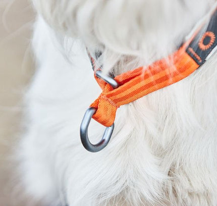Cruise Collar