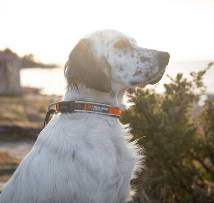 Roam collar