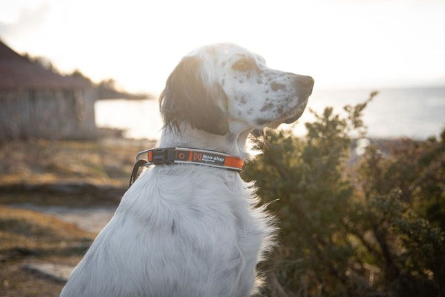 Roam collar