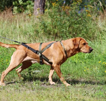 Multisport sele