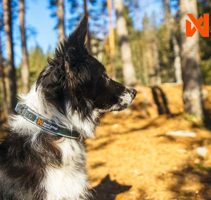 Roam collar