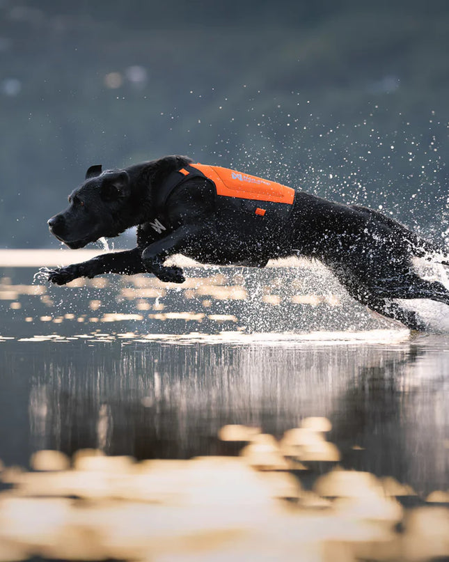 Protector neoprene vest