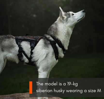Rock harness long