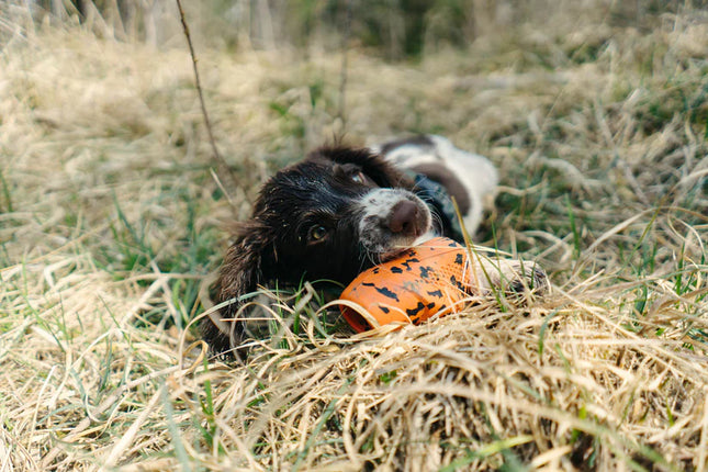 Dog throw toy