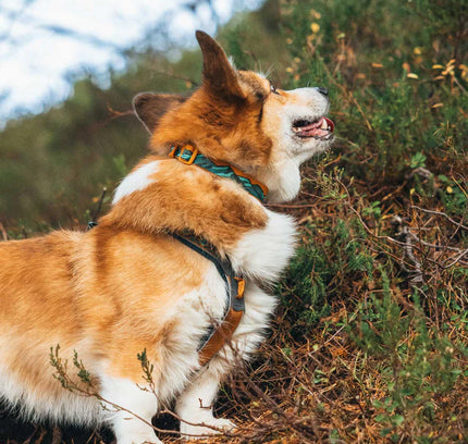 Trail quest collar Rachel Pohl edition