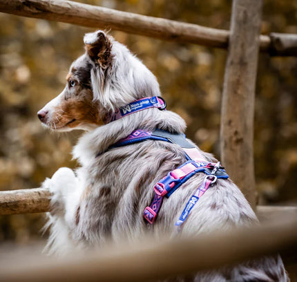 Trail quest collar Rachel Pohl edition