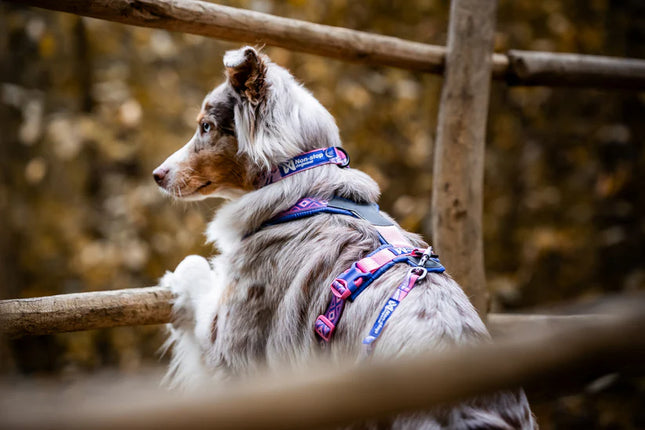 Trail quest collar Rachel Pohl edition