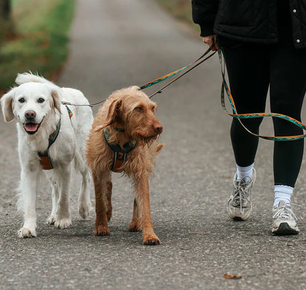 Trail quest leash Rachel Pohl edition