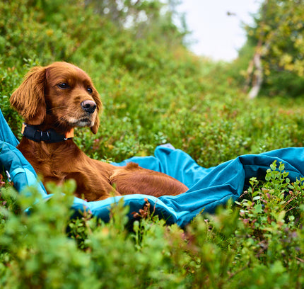 Trekking dog bed