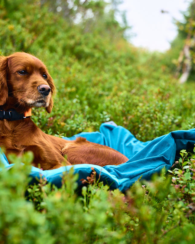 Trekking dog bed