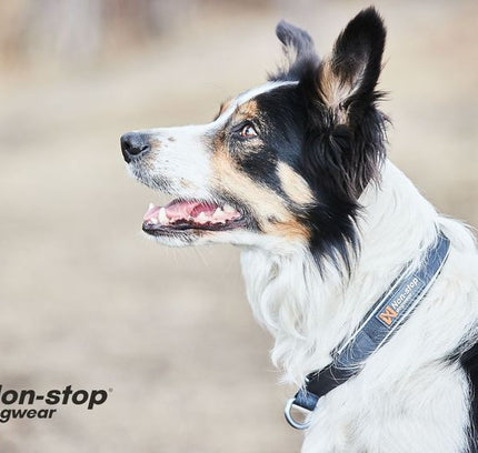 Cruise Collar